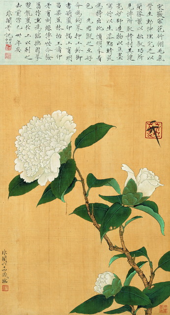 30.临赵佶白山茶 1953年 59cm×32cm 轴 绢本